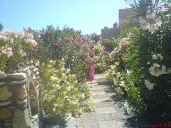 June.oleanders